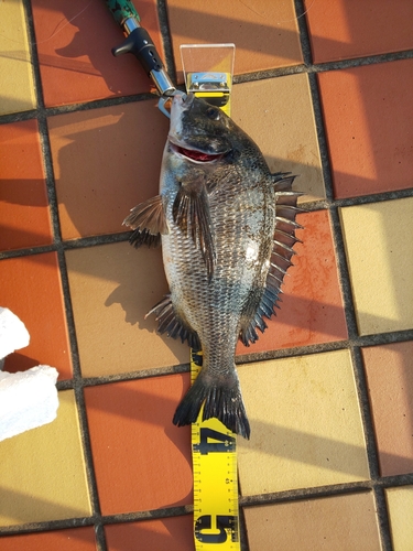 クロダイの釣果