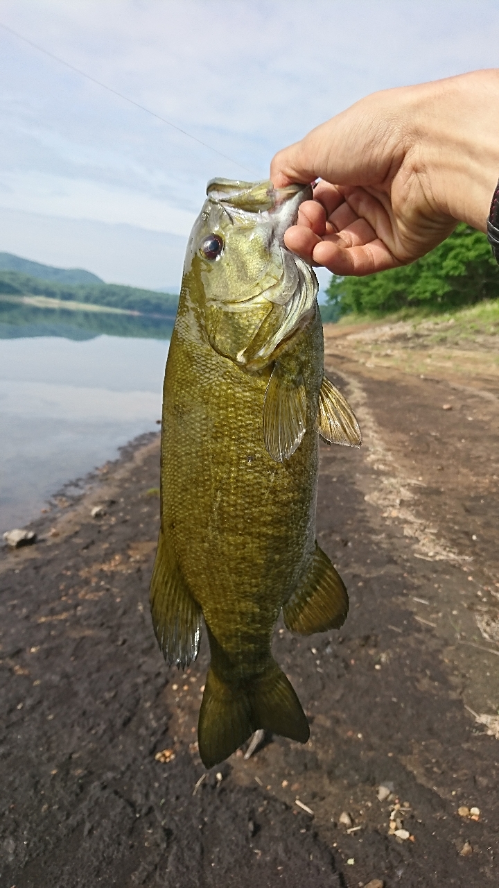 スモールマウスバス