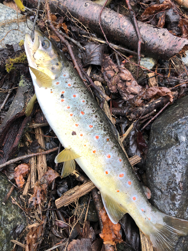 ブラウントラウトの釣果