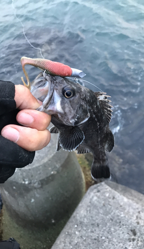 クロソイの釣果