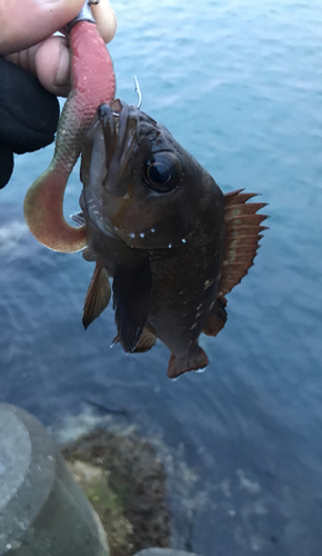 エゾメバルの釣果