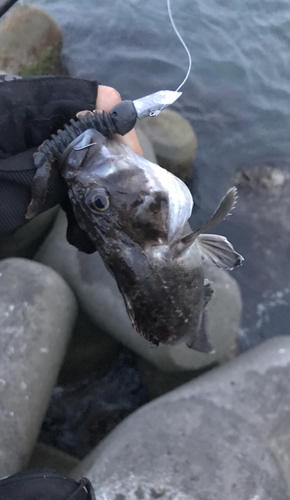 クロソイの釣果