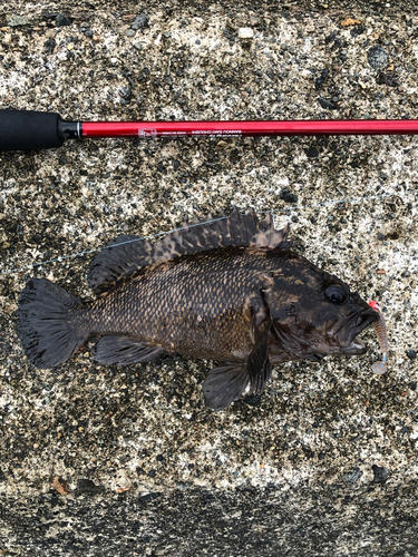 ムラソイの釣果