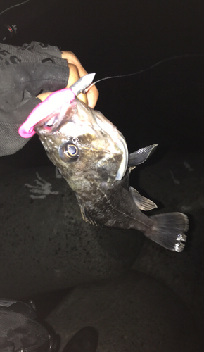 クロソイの釣果