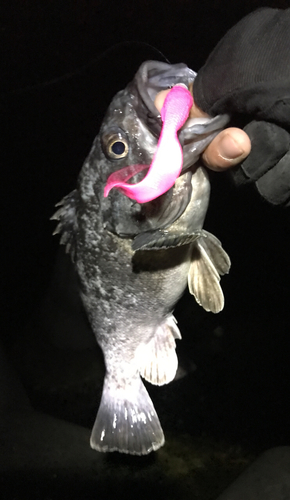 クロソイの釣果