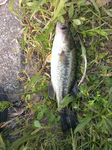 ブラックバスの釣果