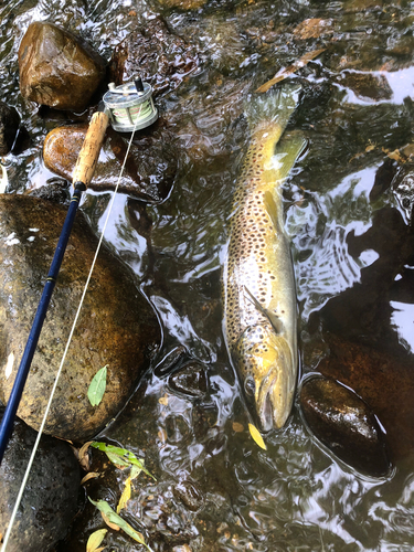 ブラウントラウトの釣果