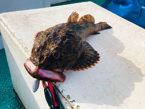 カジカの釣果