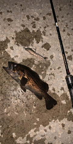 クロソイの釣果