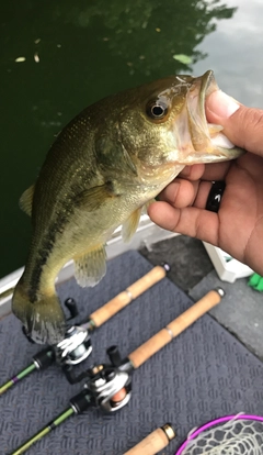 ラージマウスバスの釣果