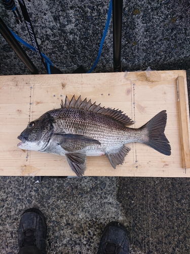 クロダイの釣果