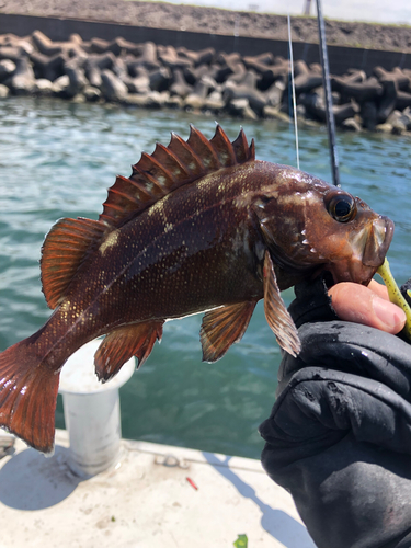 ガヤの釣果