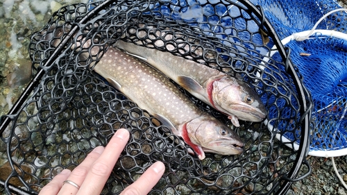 イワナの釣果