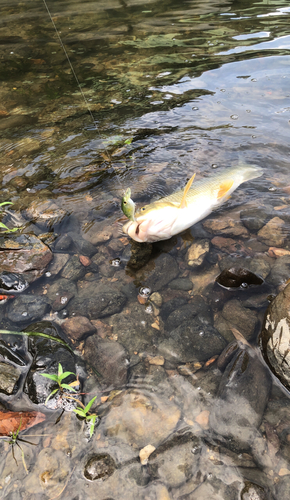 ニゴイの釣果