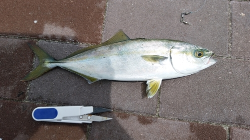 ツバスの釣果