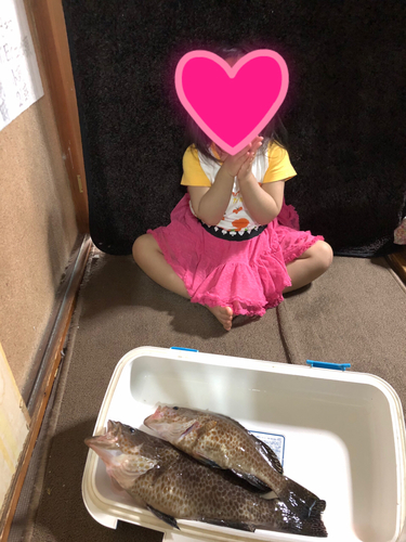 オオモンハタの釣果