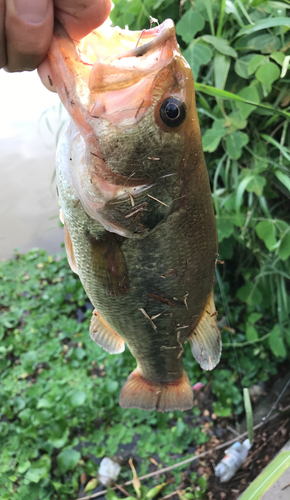 ラージマウスバスの釣果