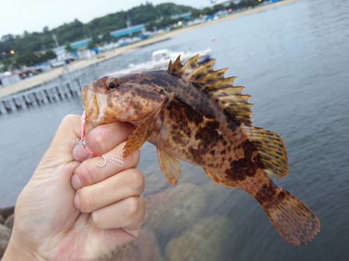 タケノコメバルの釣果