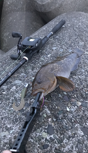 アイナメの釣果