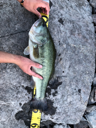 ブラックバスの釣果