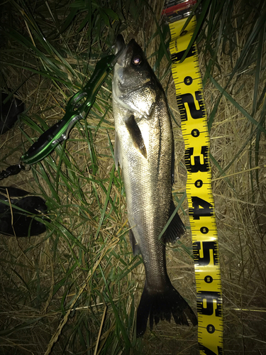 シーバスの釣果