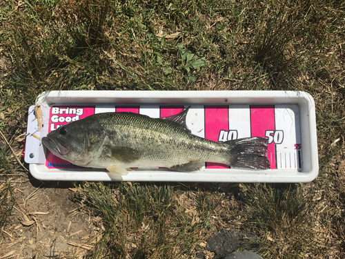 ブラックバスの釣果