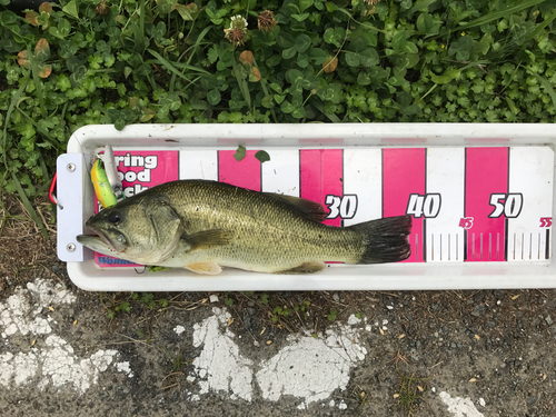 ブラックバスの釣果