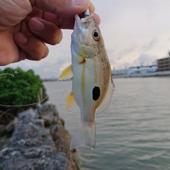 ヤマトビーの釣果