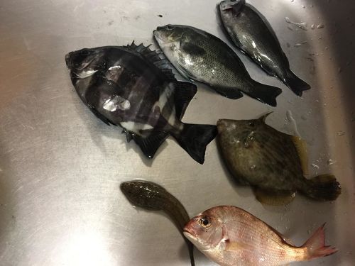 イシダイの釣果