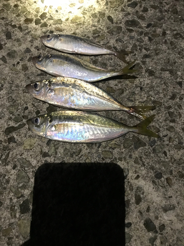 アジの釣果