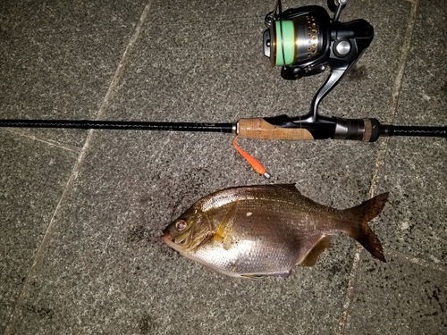 ウミタナゴの釣果