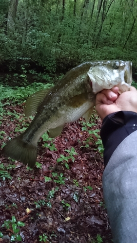 ラージマウスバスの釣果