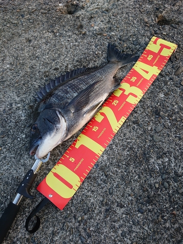 クロダイの釣果