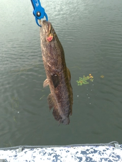 ライギョの釣果