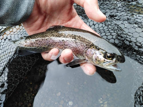 ニジマスの釣果