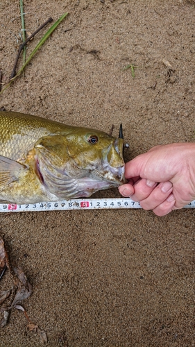 スモールマウスバスの釣果