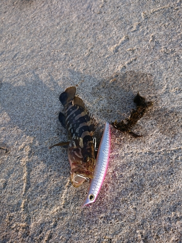 クエの釣果