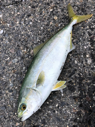 ツバスの釣果