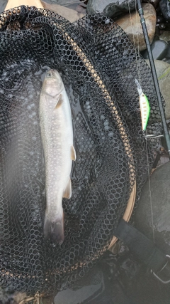 ニッコウイワナの釣果