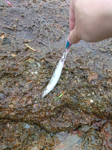 カマスの釣果