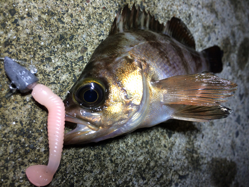 メバルの釣果