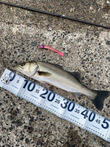 フッコ（マルスズキ）の釣果