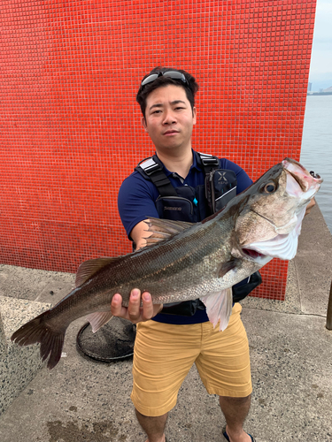 マルスズキの釣果