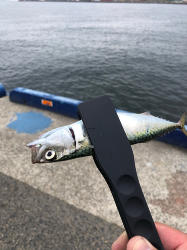 サバの釣果