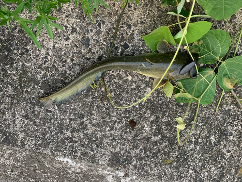 ナマズの釣果