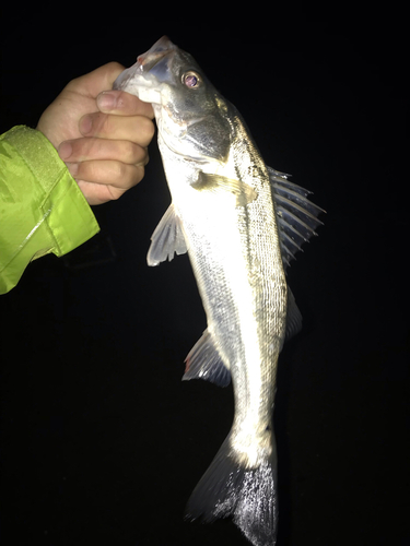 スズキの釣果