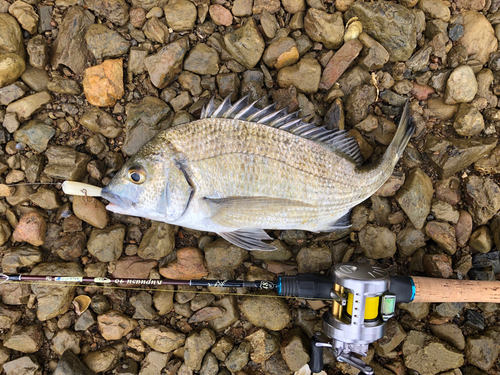 ミナミクロダイの釣果