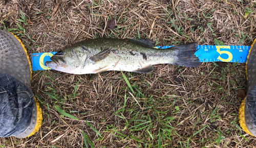 ラージマウスバスの釣果