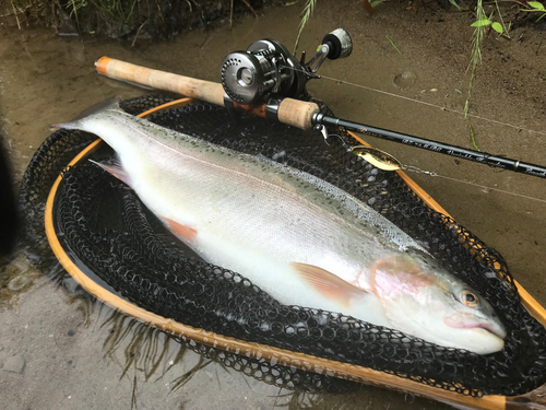 ニジマスの釣果