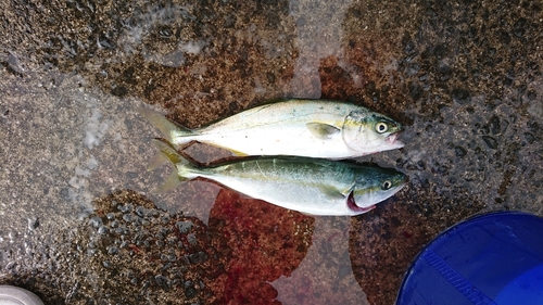 ツバスの釣果